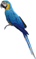 Macaws bird isolated on white background with clipping path. png