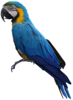 Macaws bird isolated on white background with clipping path. png