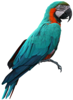 pájaro guacamayo aislado sobre fondo blanco con trazado de recorte. png