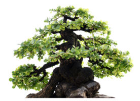 recorte del árbol bonzai png