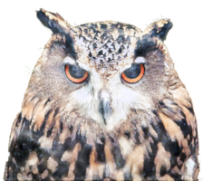 Portrait of yellow eye owl Watercolor style. png