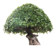 ritaglio dell'albero di bonzai