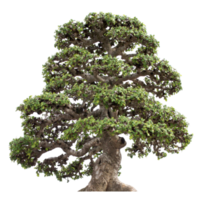 ritaglio dell'albero di bonzai png