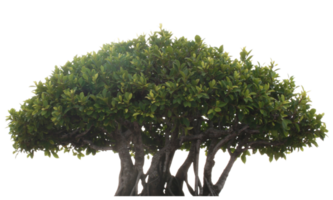 ritaglio dell'albero di bonzai