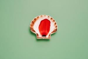 tulip petal on scallop seashell photo