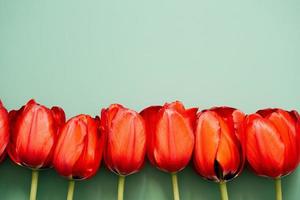 Row of tulips photo