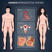 sistema reproductivo humano, ilustración de diagrama m para educación vector