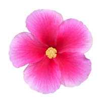 fiore rosso natura illustrazione clipart immagine trasparente bella png
