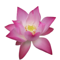 fleur de lotus rose coloré nature illustration clipart image transparente belle png