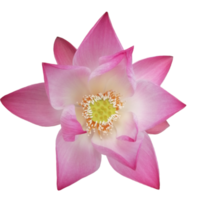 fleur de lotus rose coloré nature illustration clipart image transparente belle png