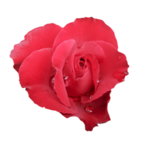 rosa fiore rosso natura illustrazione clipart immagine trasparente bella png