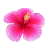 flor rosa colorido natureza ilustração clipart imagem transparente linda png