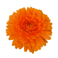 fleur orange nature illustration clipart image transparente belle png
