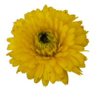 flower yellow colorful nature illustration clipart transparent picture beautiful png