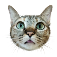 gato animal de estimação bonito fotografia transparente realista