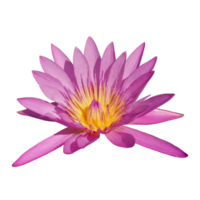 fleur de lotus rose coloré nature illustration clipart image transparente belle