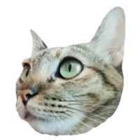 cara de gato fofo download gratuito imagem transparente ilustração clipart animal png