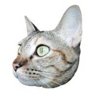 chat visage mignon téléchargement gratuit image transparente illustration clipart animal de compagnie faune png