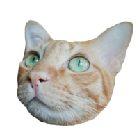 cara de gato linda descarga gratuita imagen transparente ilustración clipart animal png