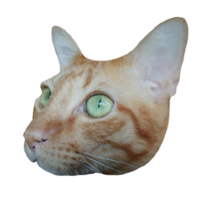cara de gato fofo download grátis ilustração transparente clipart
