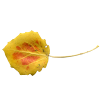 Yellow-orange autumn aspen leaf, on a transparent background, photo png