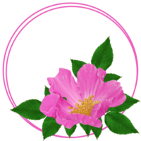 Round frame with a place to insert, pink rose flower, rosehip with raindrops on a transparent background png