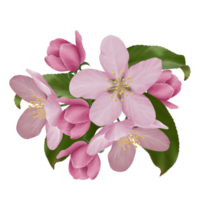 Pink apple blossoms with leaves on a branch, computer illustration on a transparent background png