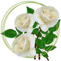 Bouquet of white roses, round card postcard on transparent background png