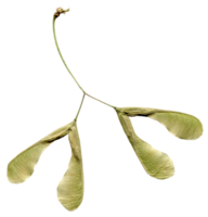 Maple seeds, close-up photo, isolated on a transparent background png