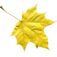 Yellow autumn maple leaf on a transparent background, photo png