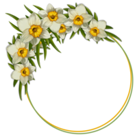Round frame with spring flowers, a bouquet of daffodils on a transparent background png