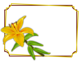 Yellow lily flower, square frame with an empty copy space on a transparent background
