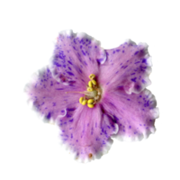 flor rosa lila de saintpaulia, sobre un fondo transparente, foto png