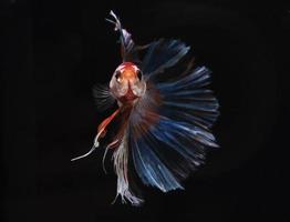 A Siamese fighting fish on black background photo