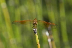 A dragonfly on a horsetail grass photo