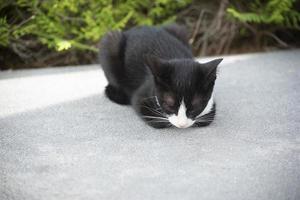 A sleeping black and white cat photo