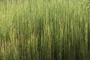 Pattern of horsetail grass photo