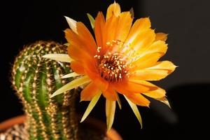 Beautiful orange lobivia cactus flower photo
