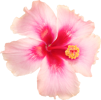 Pink hibiscus flowers blooming on isolated transparency background. Floral object. png