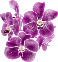 Orchid flowers blooming watercolor hand drawing. png