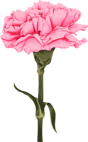 dessin de fleur d'oeillet rose.