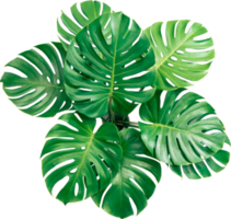 Buschgrünes Monstera-Blatt isolierter Transparenzhintergrund. Objekt mit tropischen Blättern.