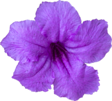 fleur de brittoniana violette en fleurs. png