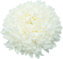 White chrysanthemum flower blooming. png