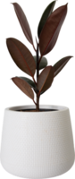 Indian rubber tree in a white pot transparency background. png