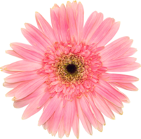 fleur de gerbera rose en fleurs vue de dessus. png