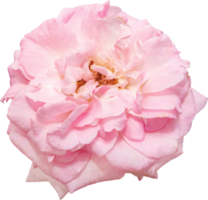 Pink rose flowers transparency background.Floral object. png