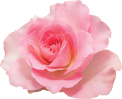 Pink rose flowers transparency background.Floral object. png