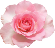 fond de transparence de fleurs rose rose.