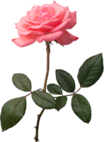 fundo de transparência de flor rosa rosa. png